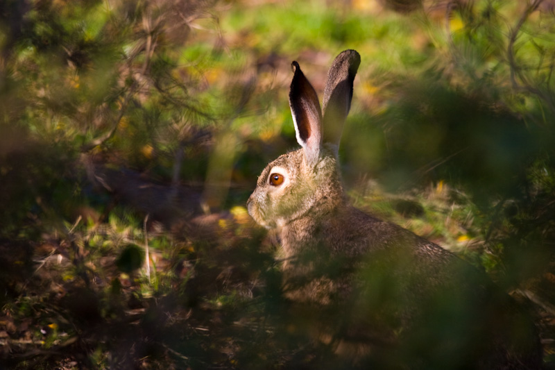 Black-Tailed Jackrabbit